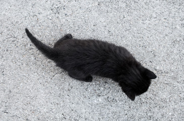 Wall Mural - Tiny black kitten walking from above on concrete surface