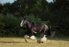 Black Shire Heavy Draft Horse Runs Gallop On The Pasture