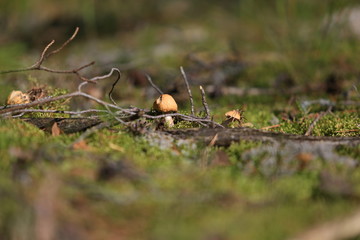 mushrooms 