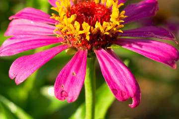 Beautiful of pink flower