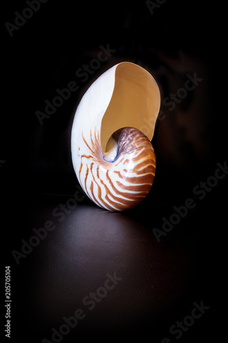 Fotografie, Obraz Chambered Nautilus seashell Nautilus pompilius pompilius