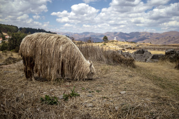 Wall Mural - Llamas in Sacsaywaman