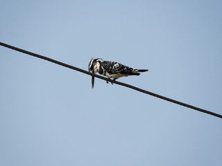 pied kingfisher also called as Ceryle rudis, water kingfisher.