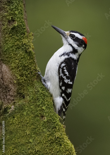 Fotografía Male Hairy Woodpecker foraging for insects on a mossy tree trunk