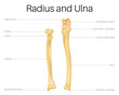 Radius and ulna human