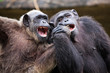 © apple2499 - Common Chimpanzee sitting next in love.