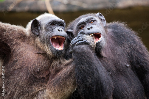 Fotomural Common Chimpanzee sitting next in love.