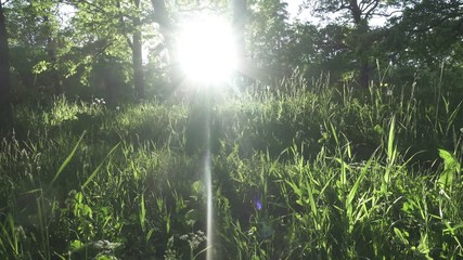 Wall Mural - Forest on against sunset. Beautiful nature of the forest at sunset. The rays of the sun make their way through the trees and grass. Sun rays passing through the tree trunk