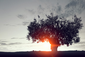 Wall Mural - Lonely tree in field