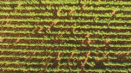 Wall Mural - Low flying aerial view of a field of flowering sunflowers, South Africa