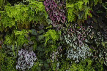 Wall Mural - Various color and shape of leaves background