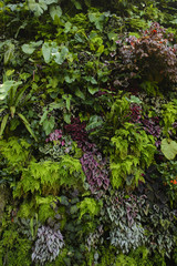 Wall Mural - Various color and shape of leaves