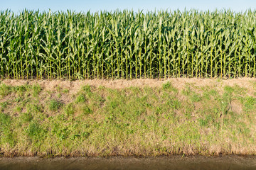 Wall Mural - Maize growing at the edge of a field adjacent to a ditch with water