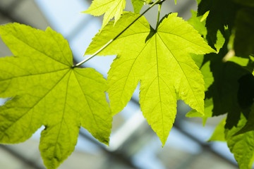 Wall Mural - Detail of green maple leaf background
