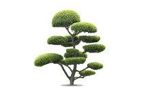 Bonsai Tree In Garden Isolated On White Background