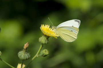 Marilposa en flor de primavera