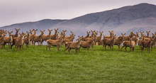 Group Of Wild Reindeer Standing On Hill In New Zealand