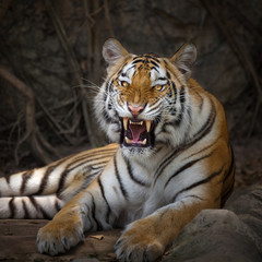 Canvas Print - Angry tiger,Sumatran tiger (Panthera tigris sumatrae) beautiful animal and his portrait