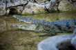 Crocodile with open mouth in water pond