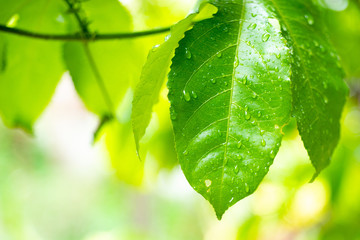 Poster - Green leaf water drop on background
