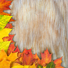 Wall Mural - autumn leaves.