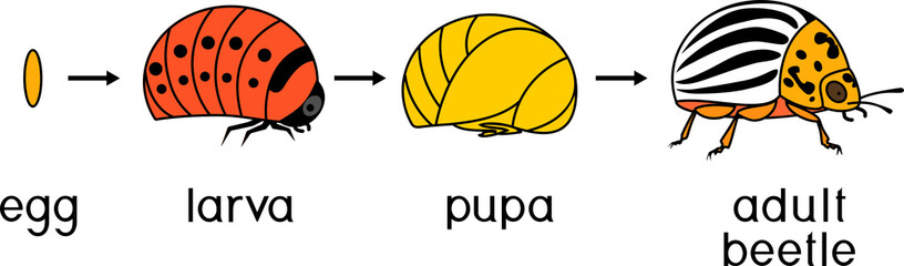 Life cycle of Colorado potato beetle or Leptinotarsa decemlineata. Sequence of stages of development from egg to adult insect