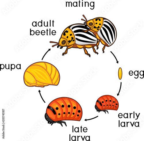 Life cycle of Colorado potato beetle or Leptinotarsa decemlineata ...