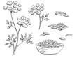 Cumin plant graphic black white isolated sketch set illustration vector