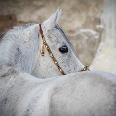 Gray arabian horse look back isolated on light background