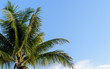 coconut trees and beautiful sky with soft-focus and over light in the background