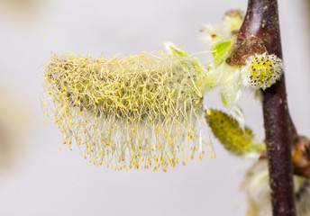 Wall Mural - Pussy willow full of pollen