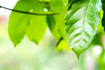 Poster - Green leaf on background