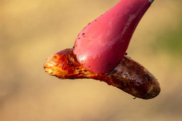 Assorted delicious grilled meat with vegetables over the coals on a barbecue