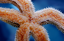 Common Starfish Underside