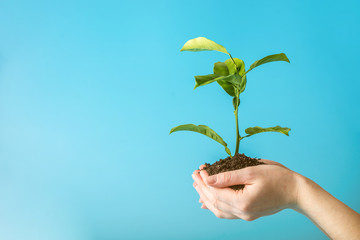 Wall Mural - Sprout of new green tree in soil in human hands on blue background. Concept of environmental protection. Earth day