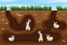 Rabbit Family Living In The Hole
