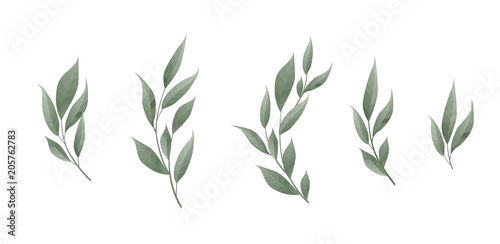 Vector set. Bay leaf. Green leaves on white background. Vector illustration.
