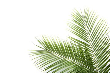 Wall Mural - Green palm leafs on white background