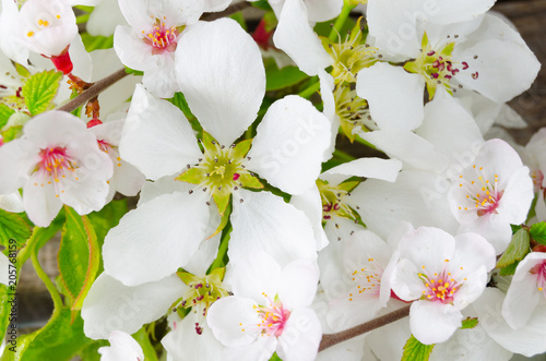 Plakat Kwiat jabłoni wczesną wiosną. Piękne białe kwiaty.
