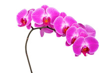Branch Purple Orchid
