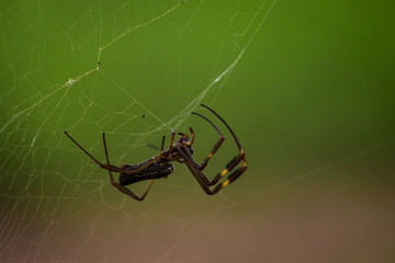 Spider Macro
