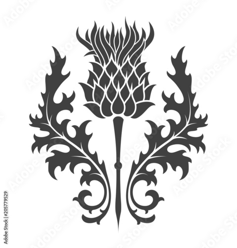 Scottish Thistle SVG