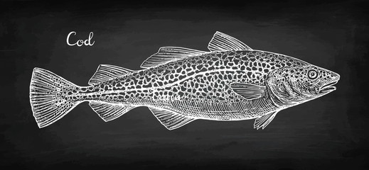 Chalk sketch of cod fish