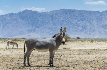 somali wild donkey (equus africanus). this species is extremely rare both in nature and in captivity