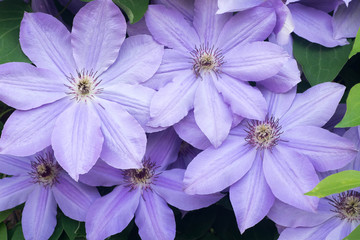 Wall Mural - lila clematis flowers in garden macro