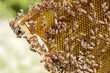pszczoły na plastrze miodu wiosenną porą