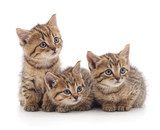 Fototapeta Koty - Three small cats.