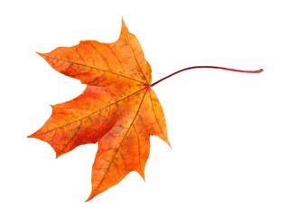 Wall Mural - autumn maple leaf