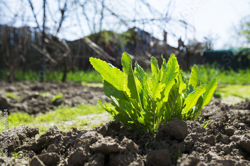 Fotografie, Tablou Close detail of monk's rhubarb leaves growing in the backyard