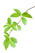 © ekim - Bird cherry (Prunus padus) branch in spring. Isolated on white background.